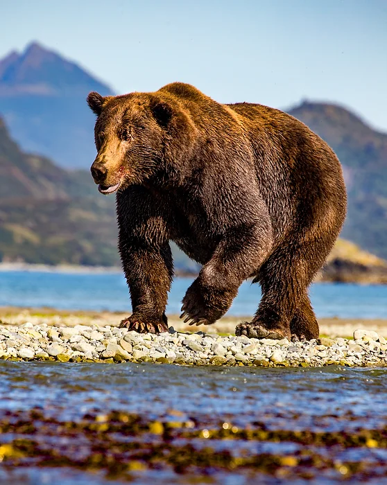 Katmai Wilderness Lodge   Bear Viewing in Alaska Wildlife Guides in Alaska