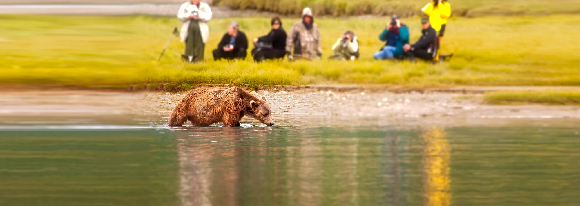Katmai Wilderness Lodge   Bear Viewing in Alaska Wildlife Guides in Alaska