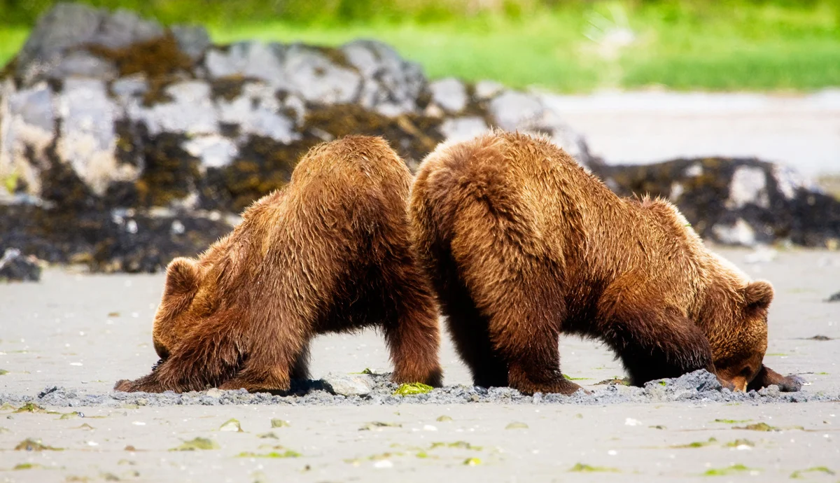 Katmai Wilderness Lodge   Bear Viewing in Alaska Wildlife Guides in Alaska