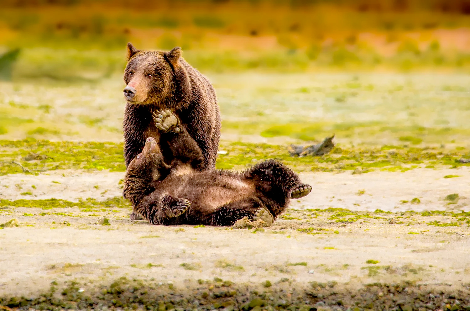 Katmai Wilderness Lodge - Bear Viewing in Alaska Wildlife Guides in Alaska Alaska photography tours