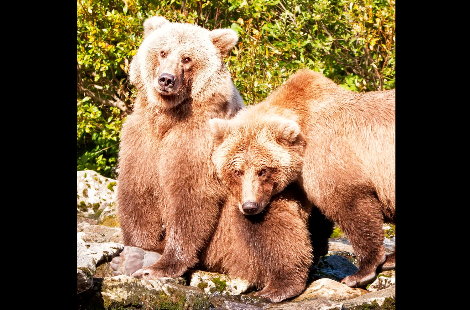 Alaska Bear Viewing Eco-Tours Bear Viewing in Katmai National Park