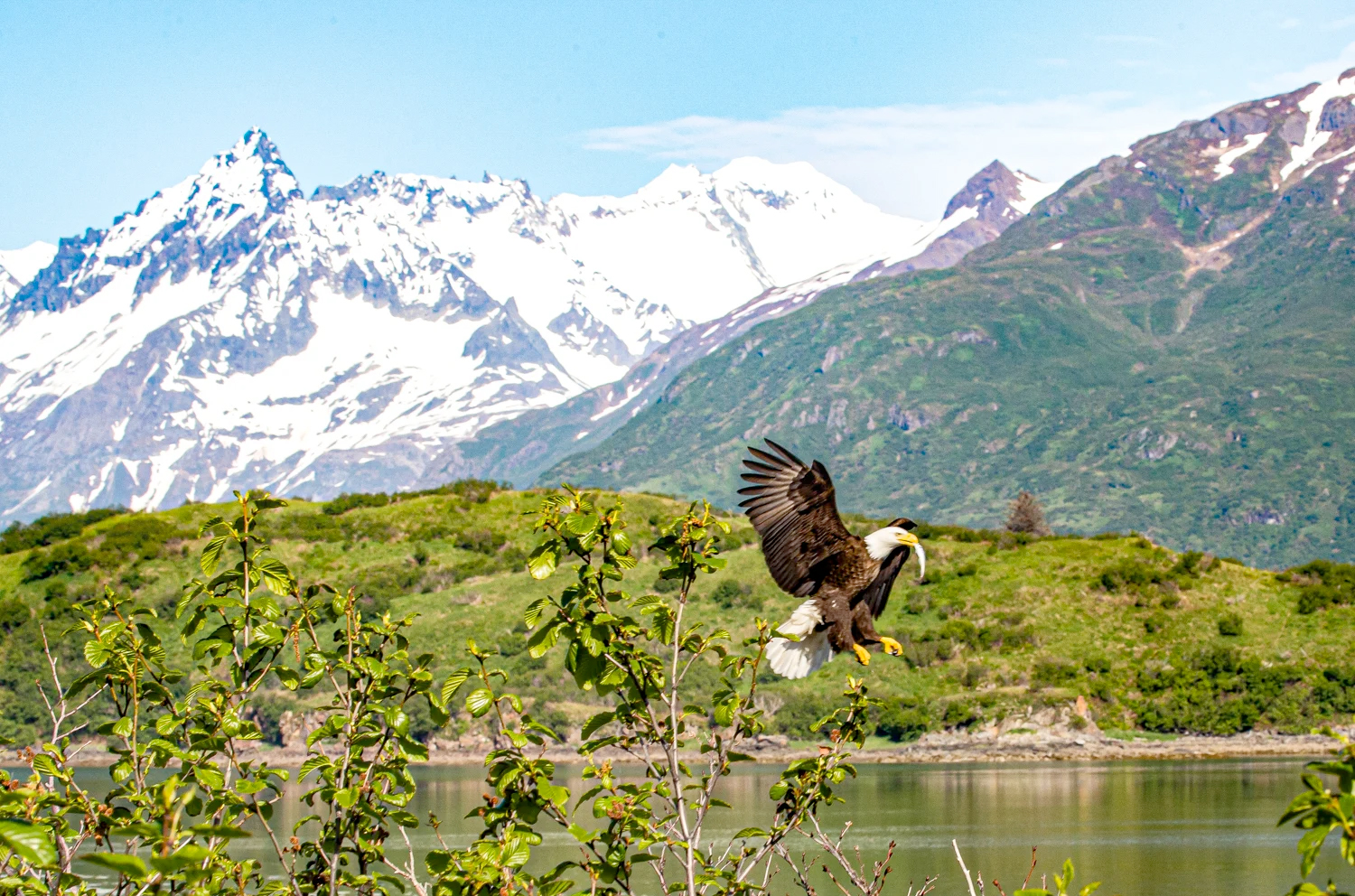 Katmai Wilderness Lodge   Bear Viewing in Alaska Wildlife Guides in Alaska