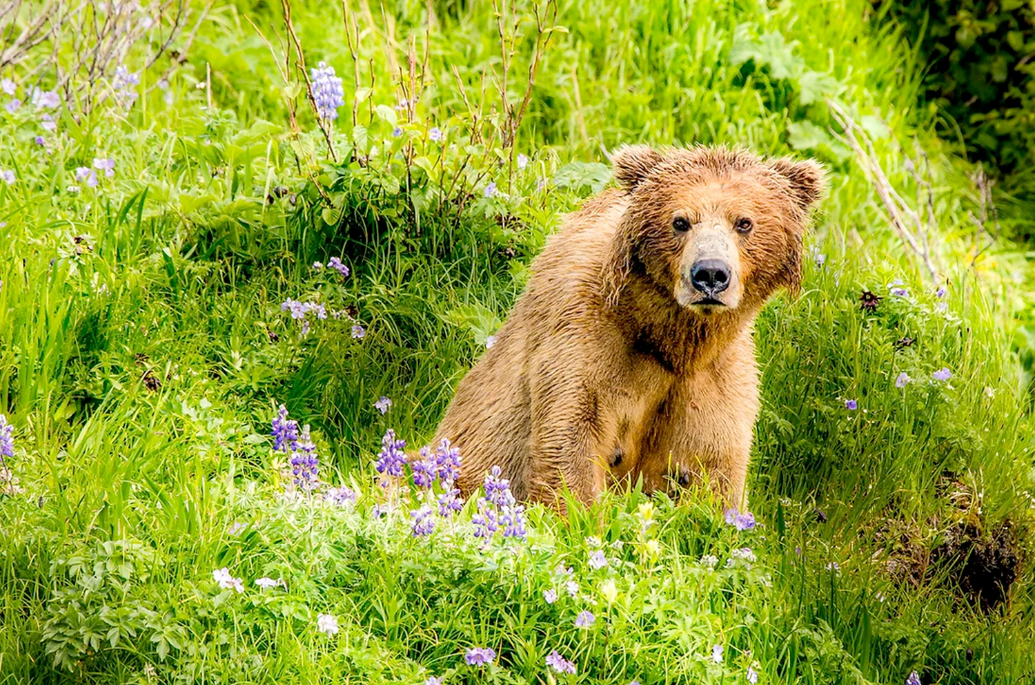 Katmai Wilderness Lodge   Bear Viewing in Alaska Wildlife Guides in Alaska