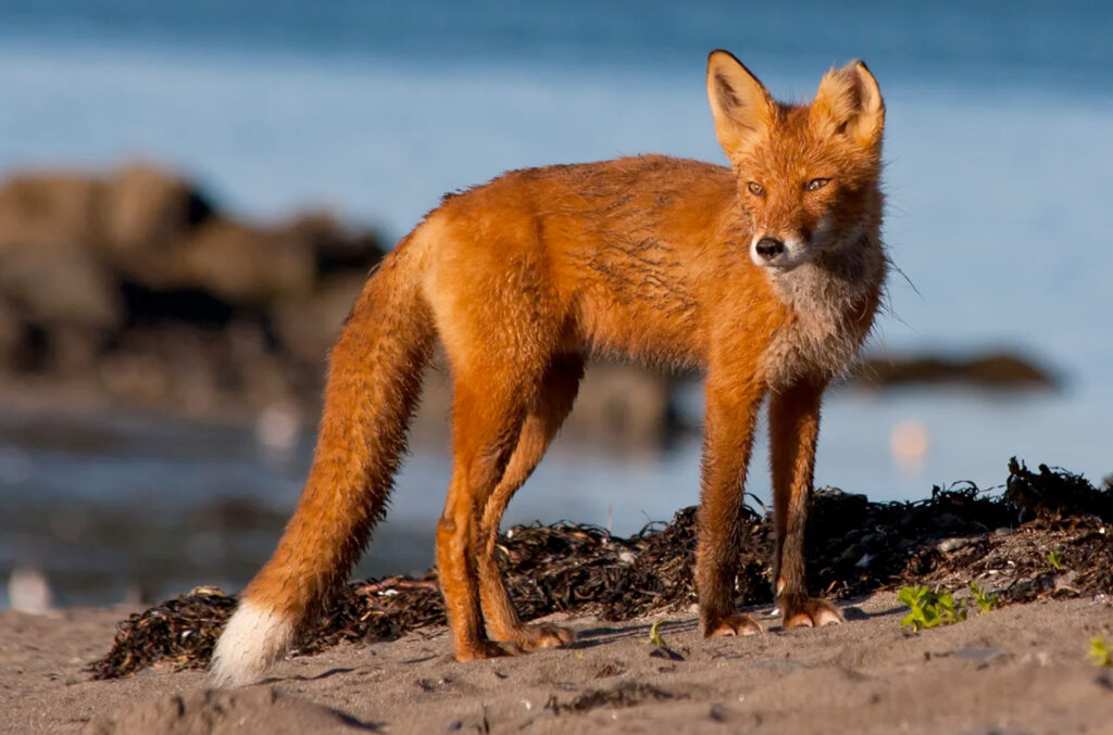 Fox Viewing in Alaska