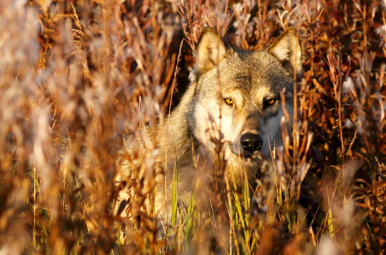Wolf Viewing in Alaska