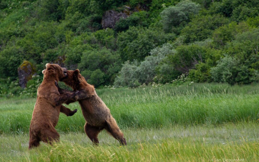 A Heart­warm­ing En­counter in the Wild: The Tale of Two Bear Cubs
