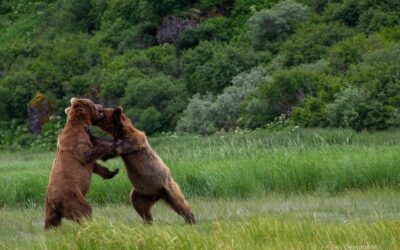 A Heartwarming Encounter in the Wild: The Tale of Two Bear Cubs