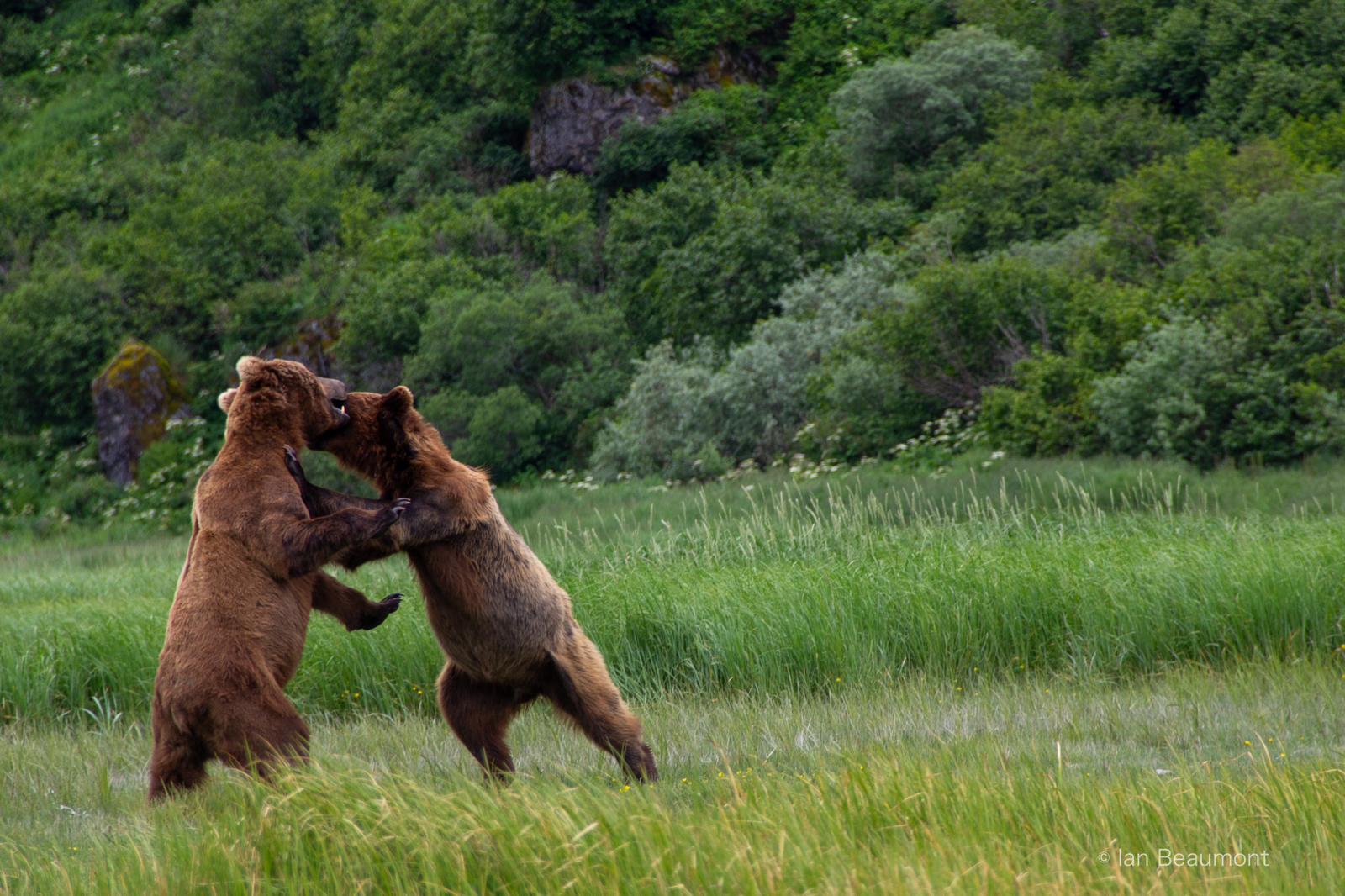 A Heartwarming Encounter in the Wild: The Tale of Two Bear Cubs A Heartwarming Encounter in the Wild: The Tale of Two Bear Cubs