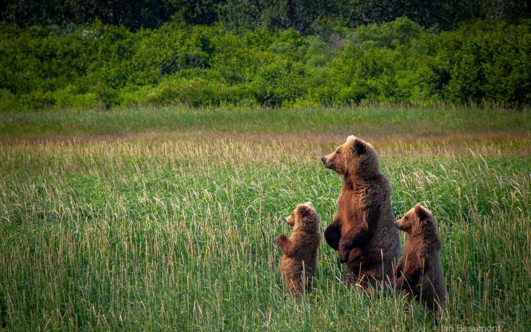 Discover the Ultimate Bear Viewing Experience at Our Remote Alaskan Lodge