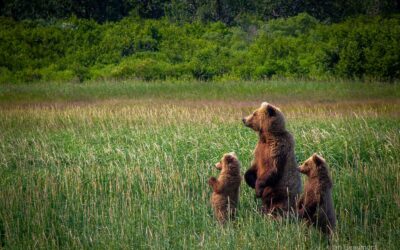 Discover the Ultimate Bear Viewing Experience at Our Remote Alaskan Lodge