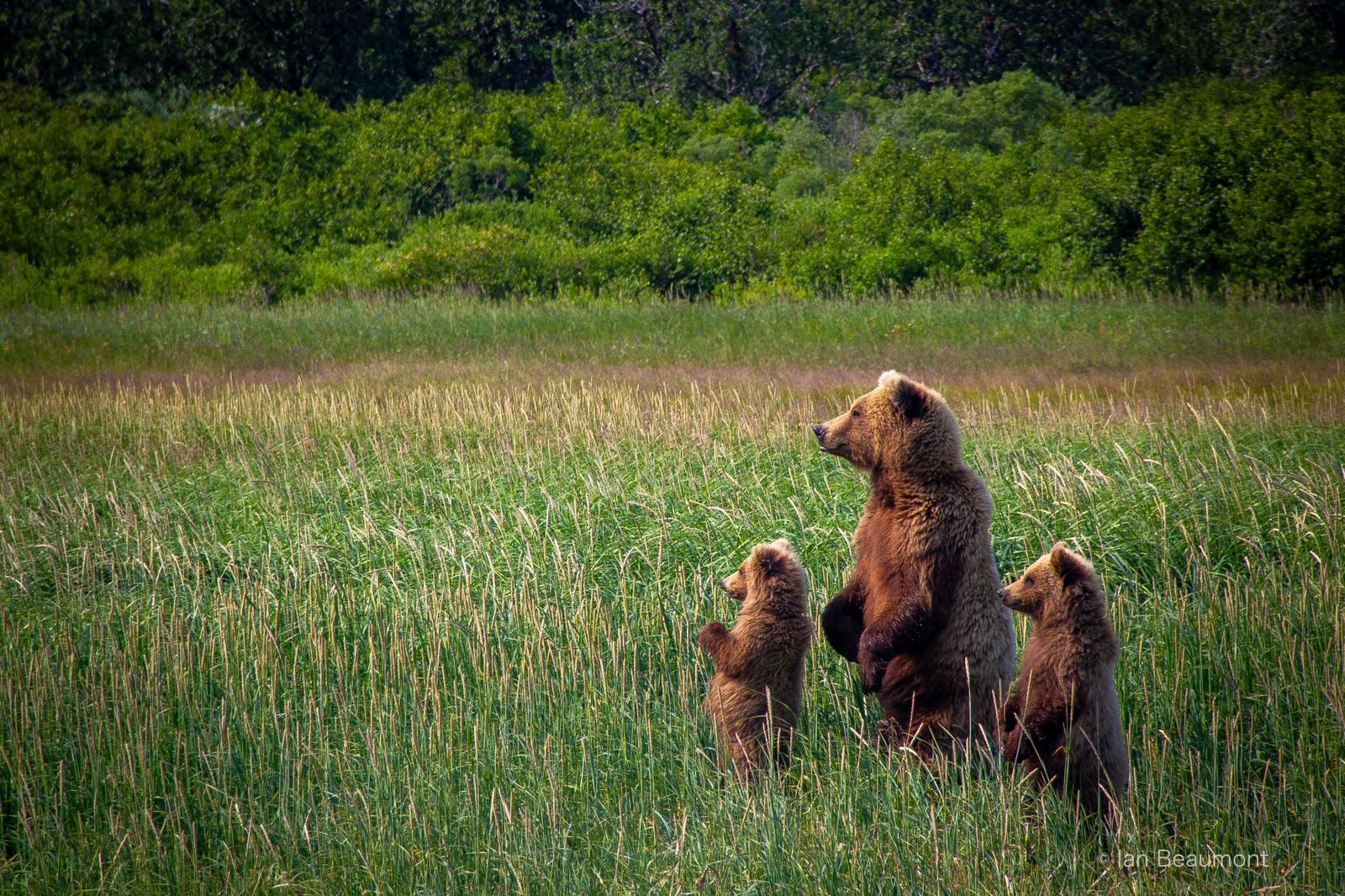 Discover the Ultimate Bear Viewing Experience at Our Remote Alaskan Lodge