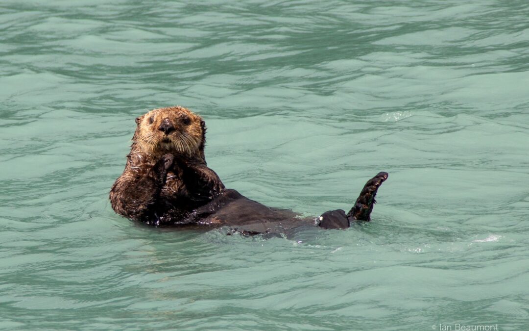 Sea Otters in Katmai National Park: A Delightful Yet Complex Tale
