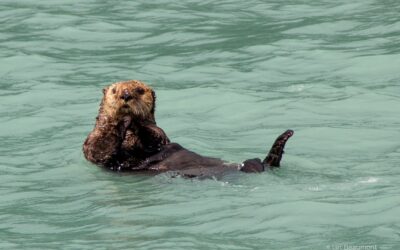 Sea Otters in Katmai National Park: A Delightful Yet Complex Tale
