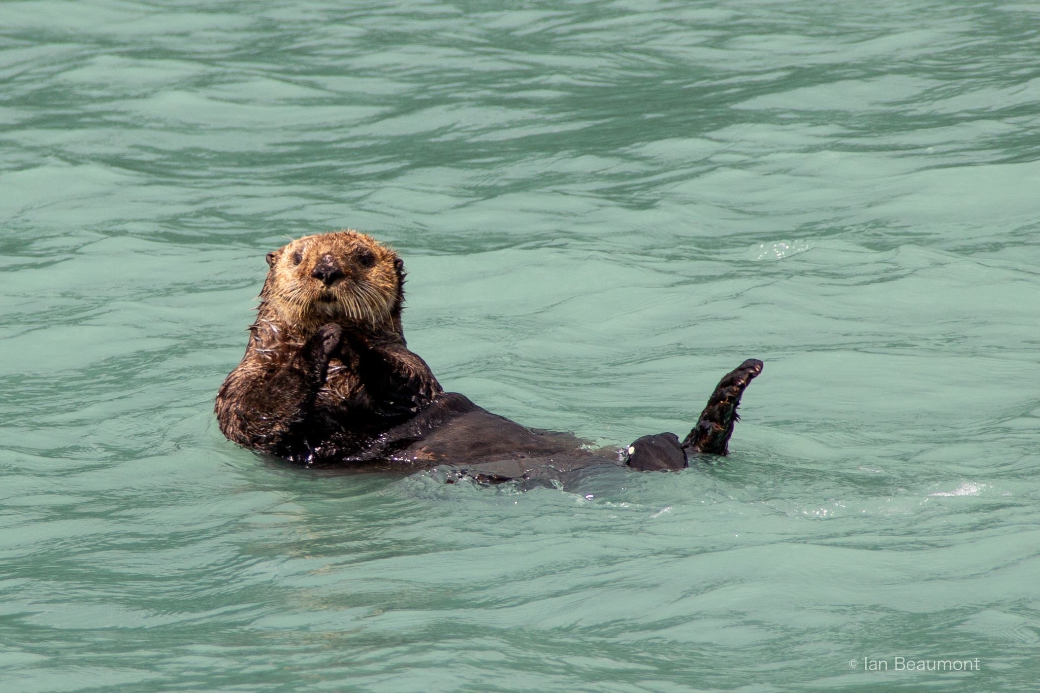 Sea Otters in Kat­mai Na­tion­al Park: A De­light­ful Yet Com­plex Tale