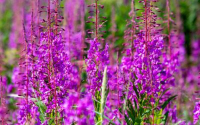 The Life­cy­cle and Growth of Fire­weed in Alaskan Coastal Ar­eas