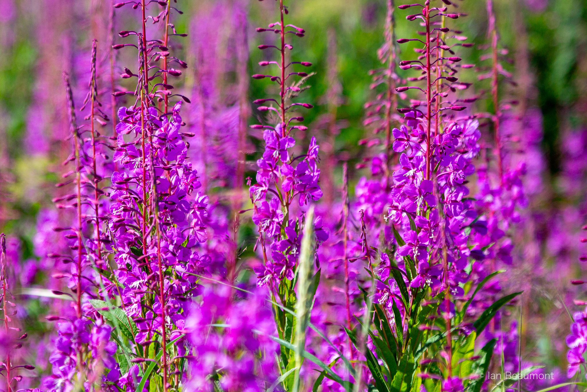 The Lifecycle and Growth of Fireweed in Alaskan Coastal Areas The Lifecycle and Growth of Fireweed in Alaskan Coastal Areas