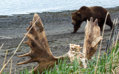 An Opening Tale: Visiting Katmai Wilderness Lodge